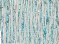 Tangential section